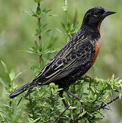 Red-breasted Meadowlark