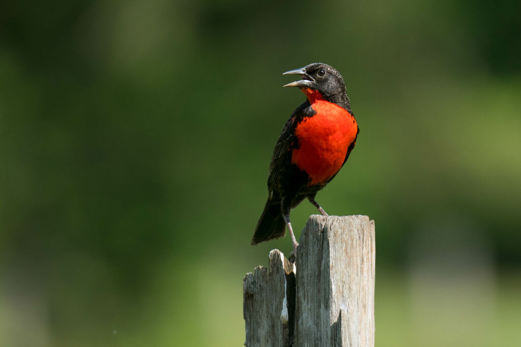 Red-breasted Blackbird