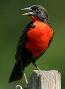 Red-breasted Blackbird