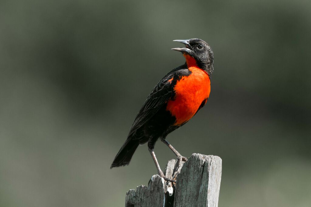 Red-breasted Meadowlark