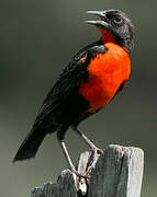 Red-breasted Meadowlark