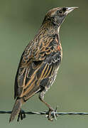 Red-breasted Blackbird