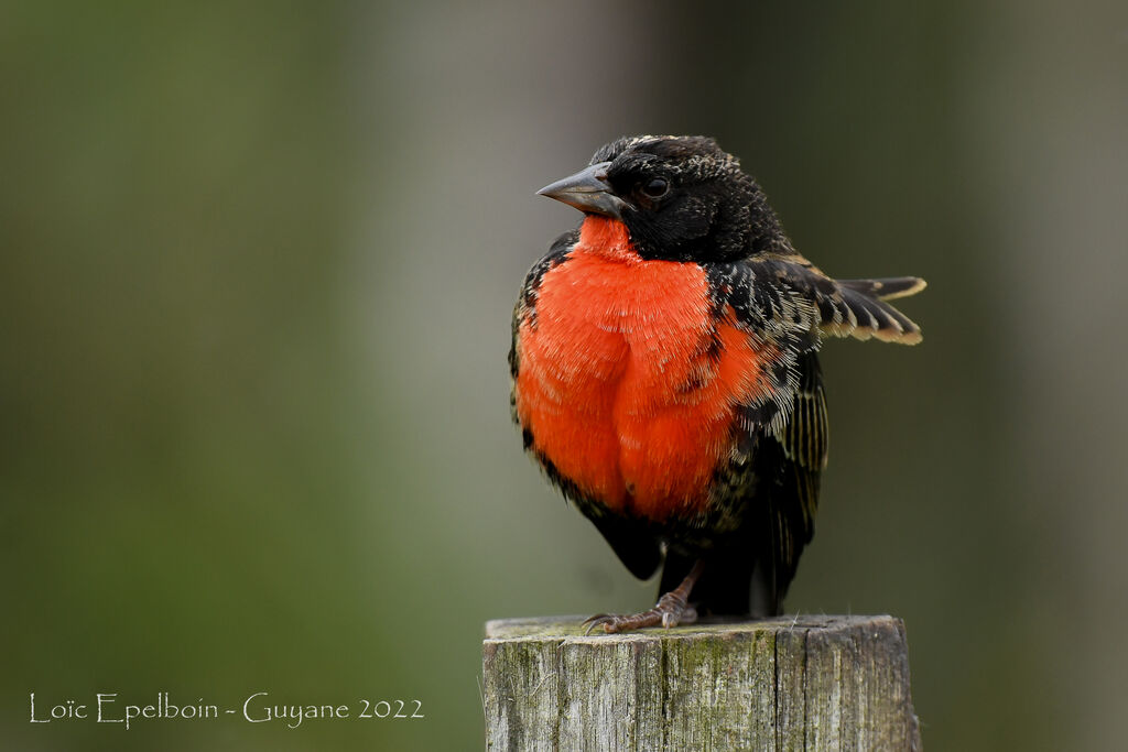 Red-breasted Meadowlark