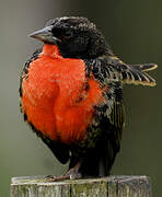 Red-breasted Blackbird