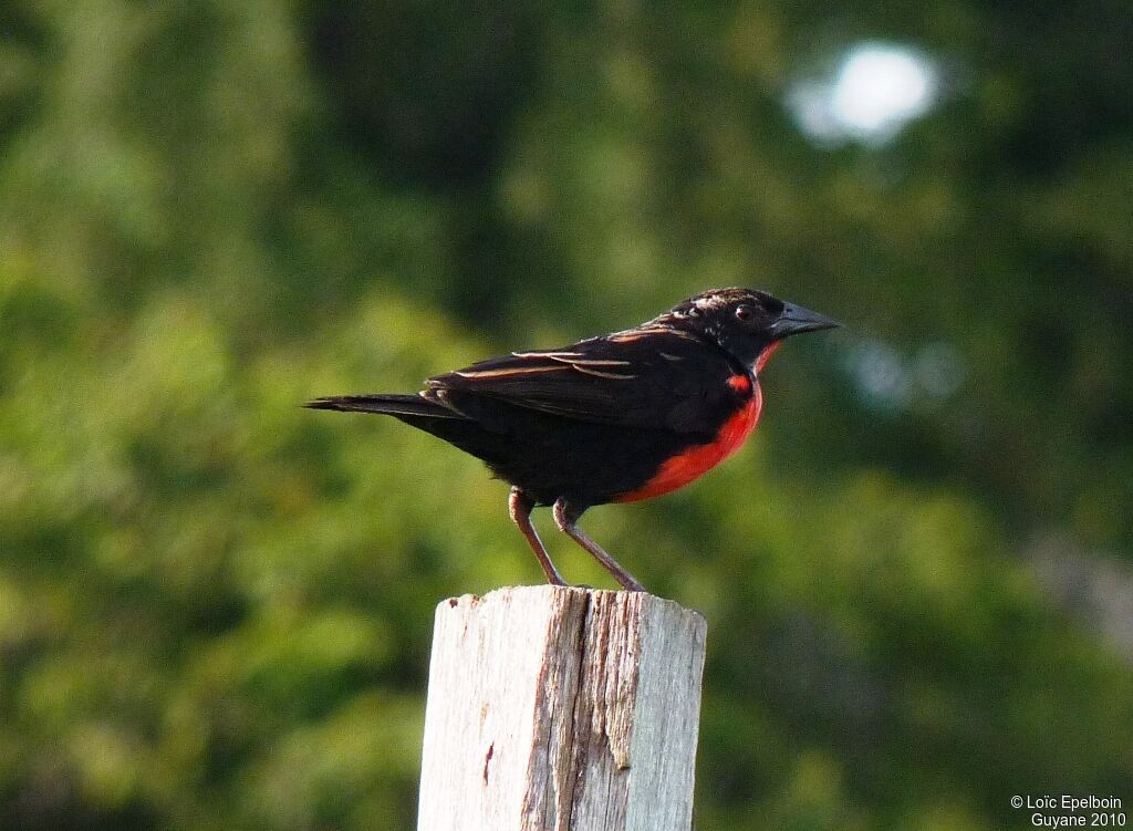 Red-breasted Blackbird