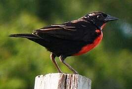 Red-breasted Meadowlark