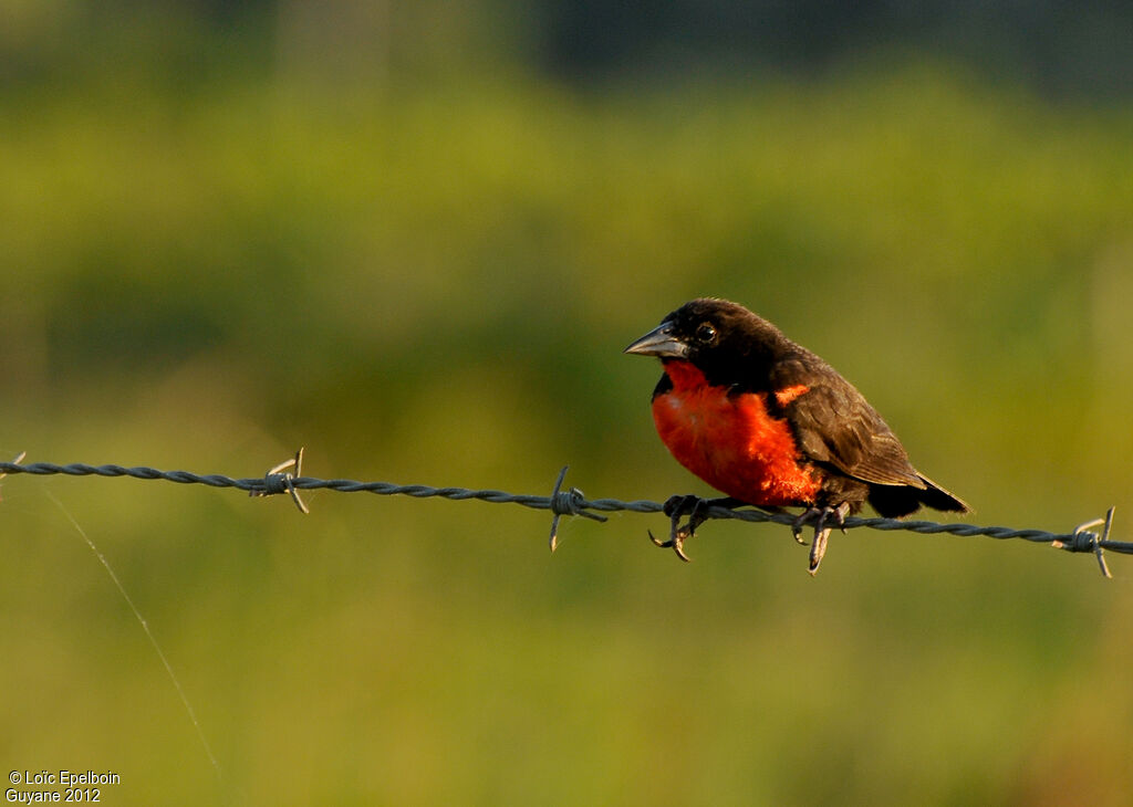 Red-breasted Meadowlark