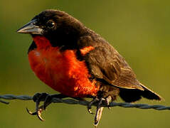 Red-breasted Blackbird