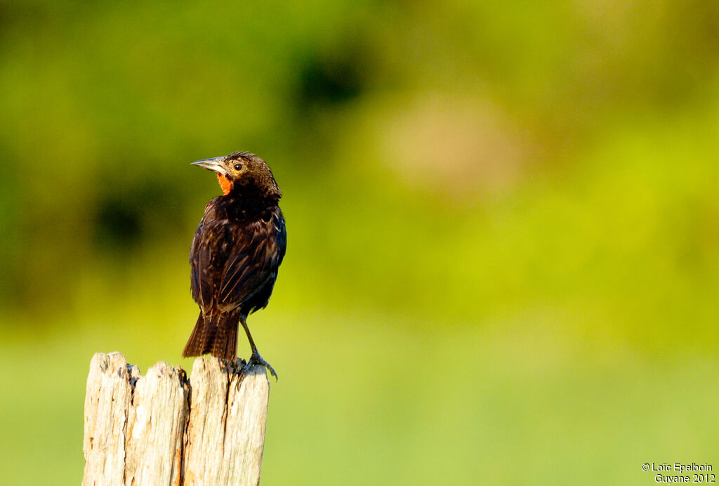 Red-breasted Meadowlark