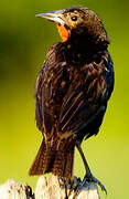 Red-breasted Blackbird