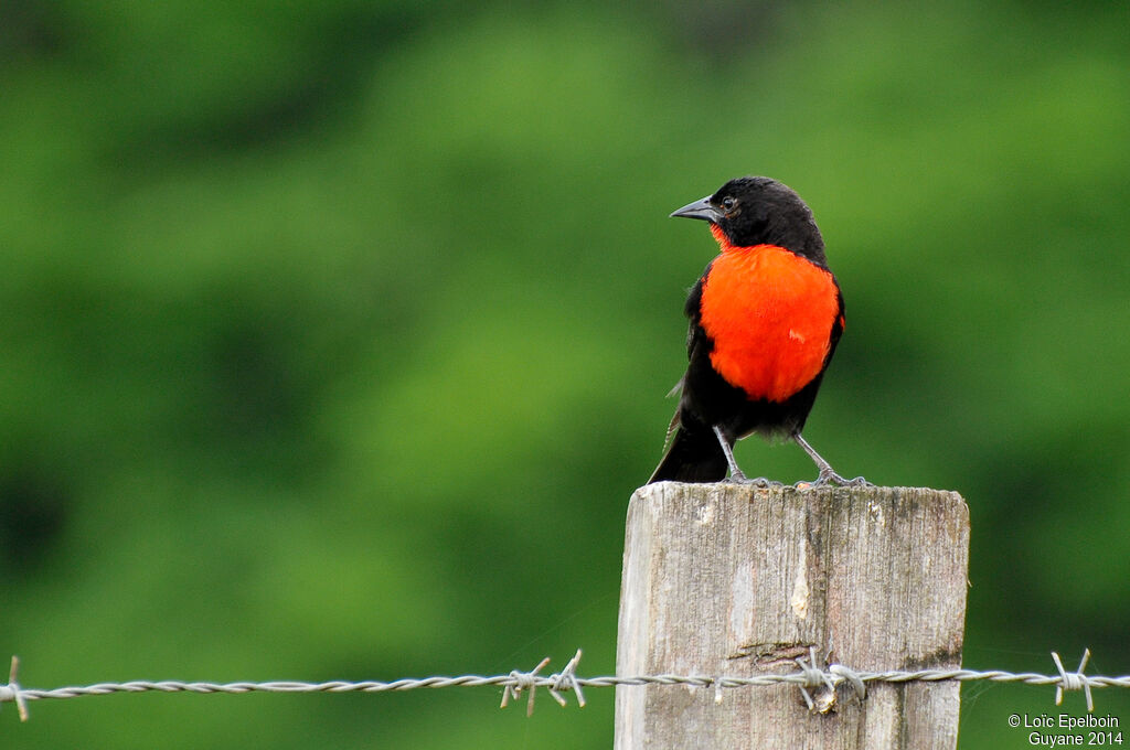 Red-breasted Meadowlark