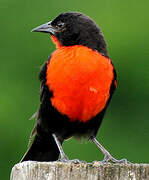 Red-breasted Blackbird