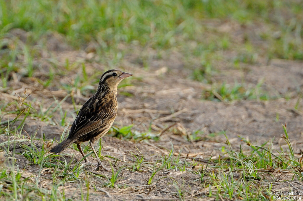 Red-breasted Blackbird