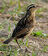 Red-breasted Meadowlark