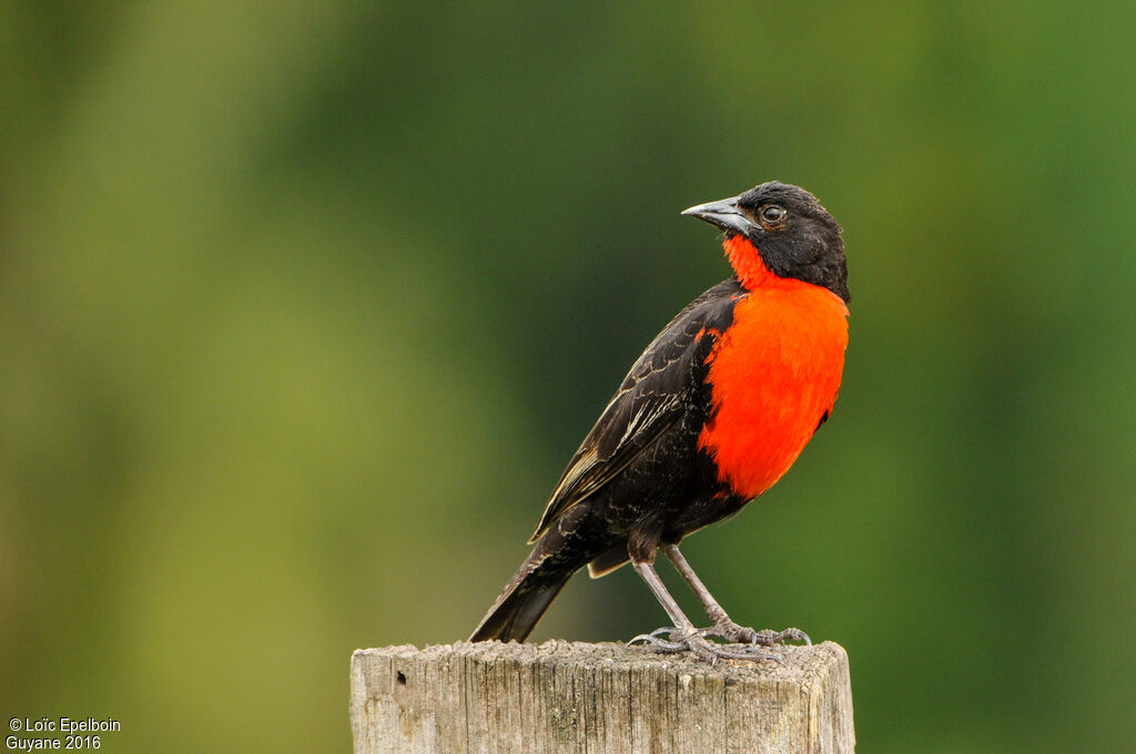 Red-breasted Meadowlark