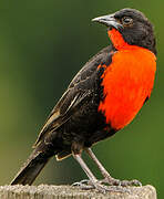 Red-breasted Blackbird