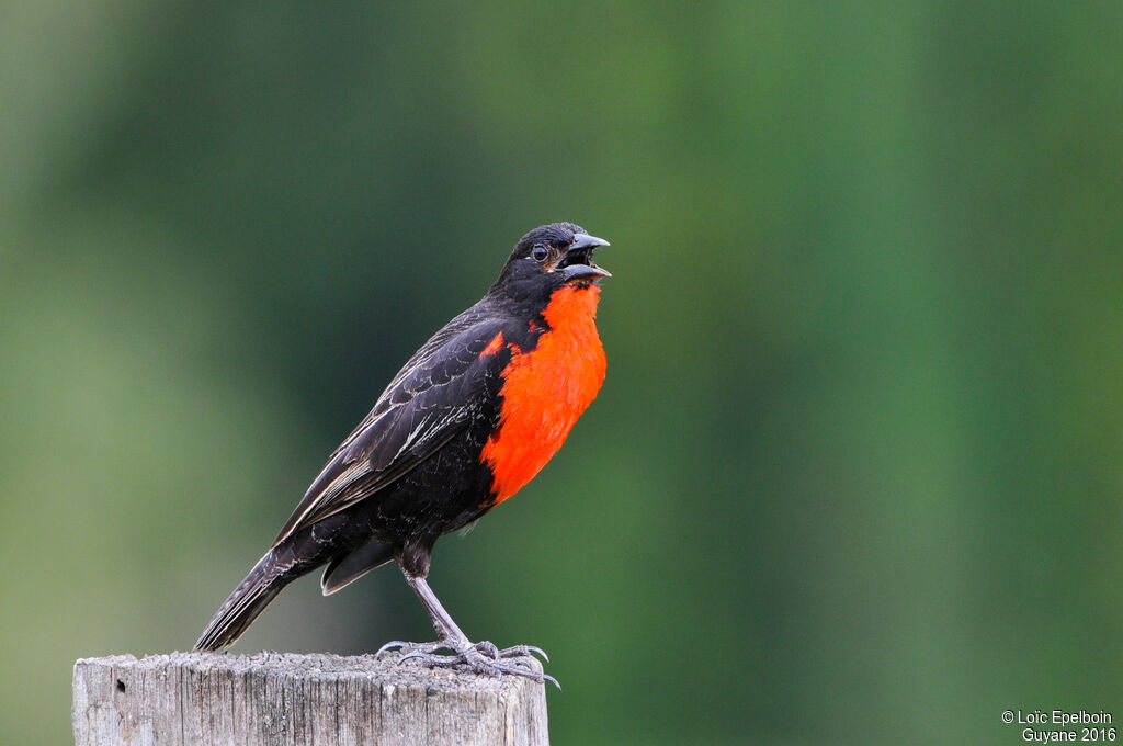 Red-breasted Blackbird