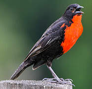 Red-breasted Meadowlark