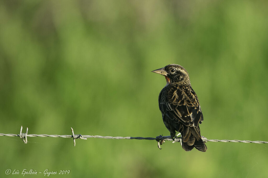 Red-breasted Meadowlark