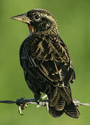 Red-breasted Blackbird