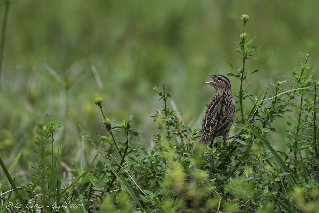 Red-breasted Meadowlark