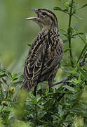 Red-breasted Meadowlark