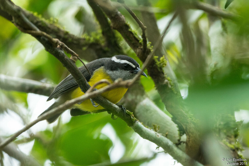 Bananaquit