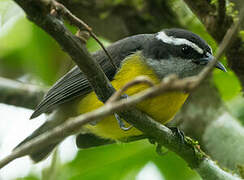 Bananaquit