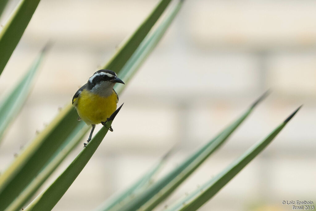 Bananaquit