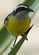 Bananaquit