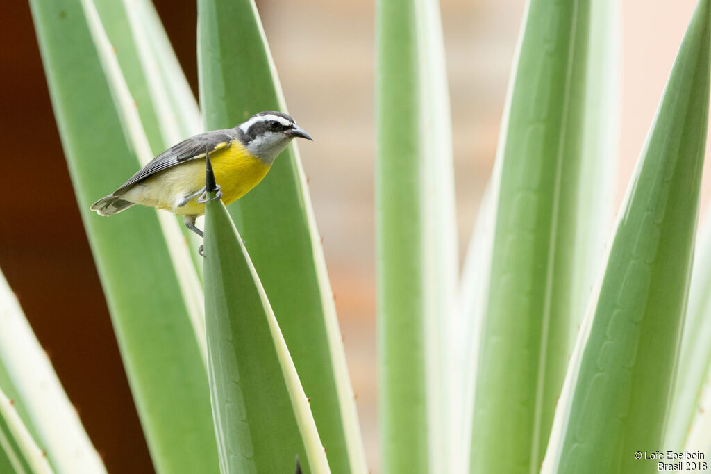 Sucrier à ventre jaune