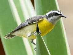 Bananaquit