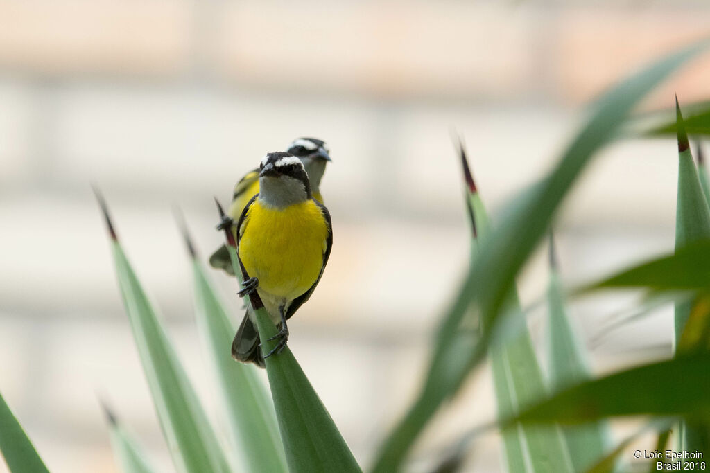 Sucrier à ventre jaune