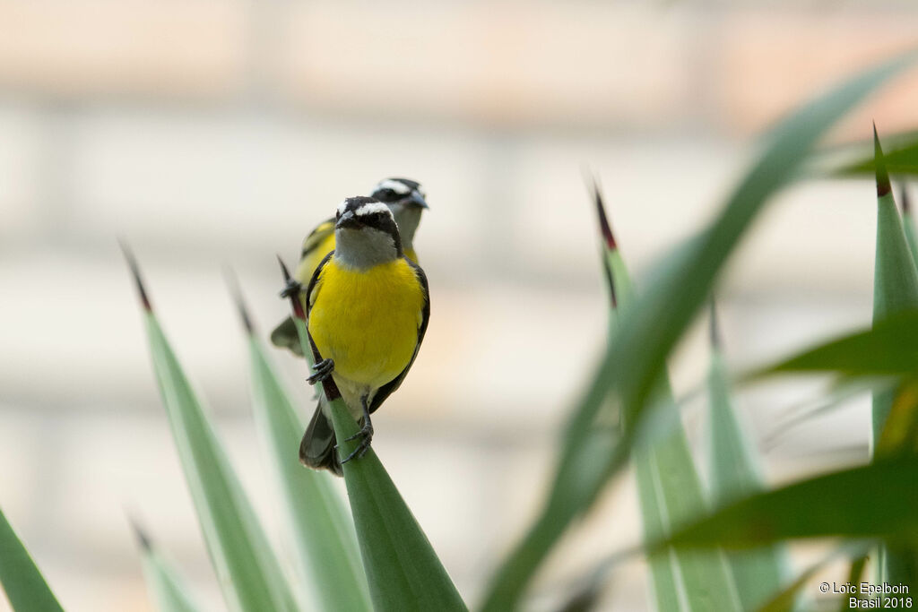 Sucrier à ventre jaune