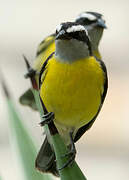 Bananaquit