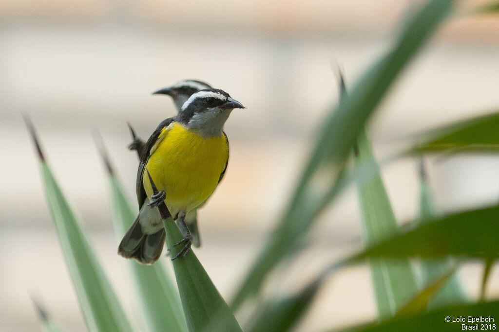 Sucrier à ventre jaune