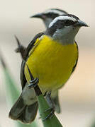 Bananaquit