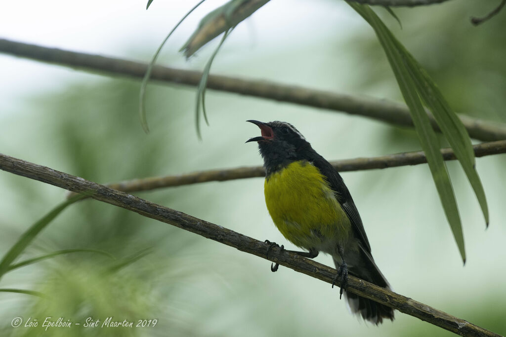 Bananaquit