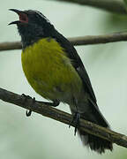 Bananaquit