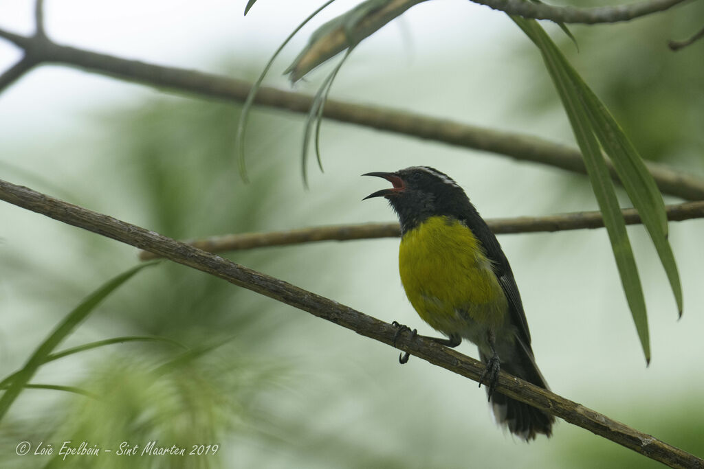 Bananaquit