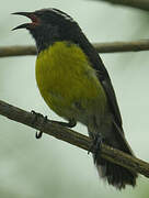 Bananaquit