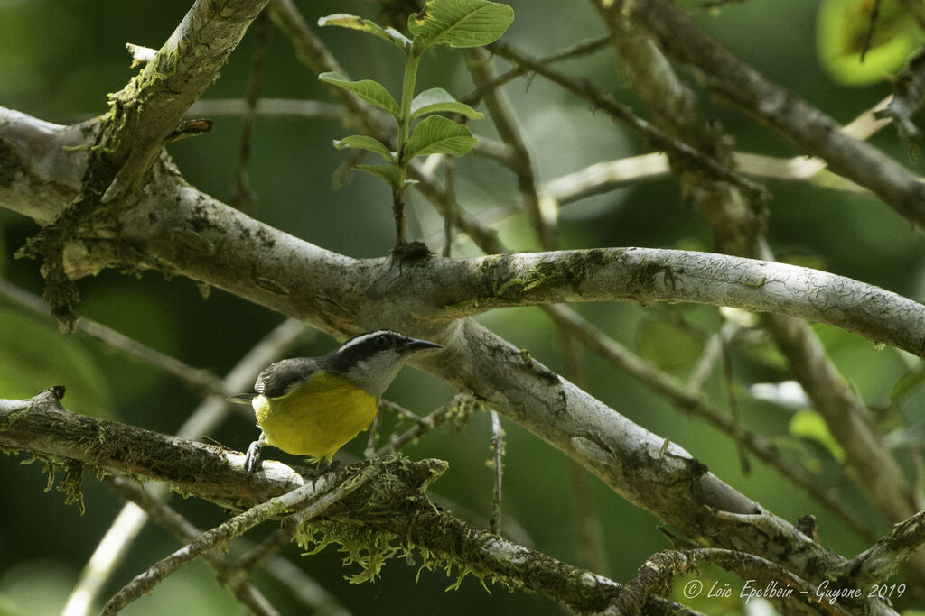 Sucrier à ventre jaune