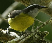 Bananaquit