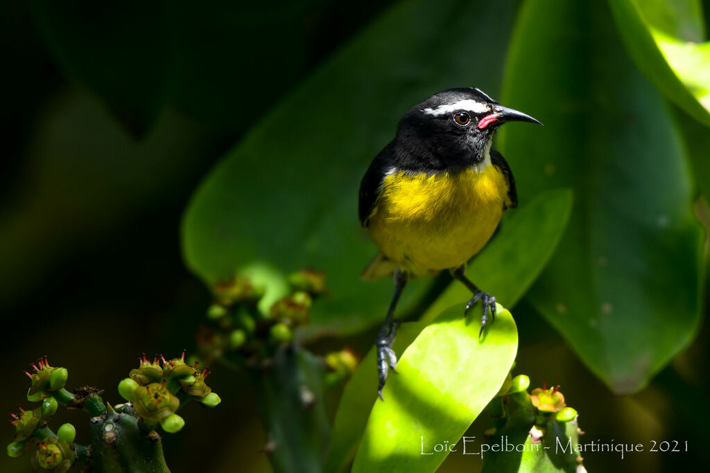 Bananaquit