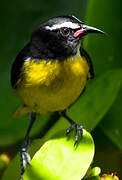 Bananaquit