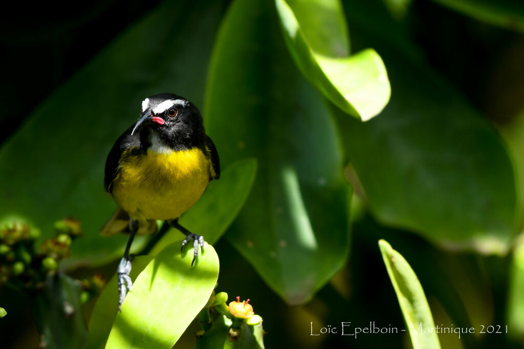 Sucrier à ventre jaune