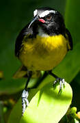 Bananaquit