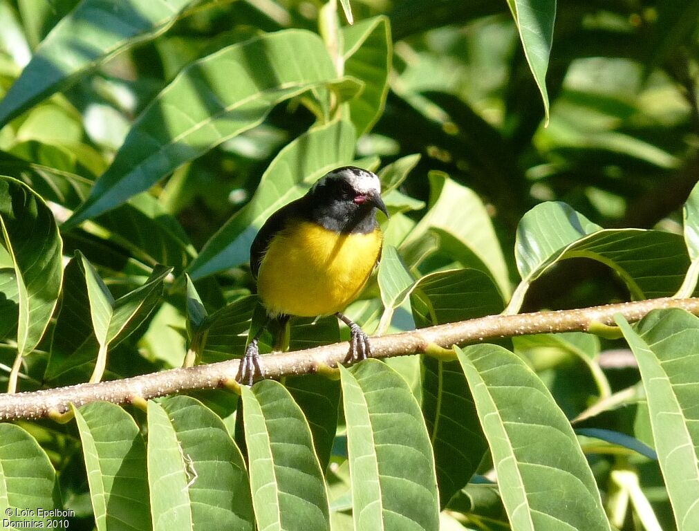 Bananaquit