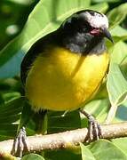 Bananaquit