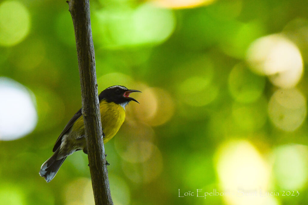 Bananaquit